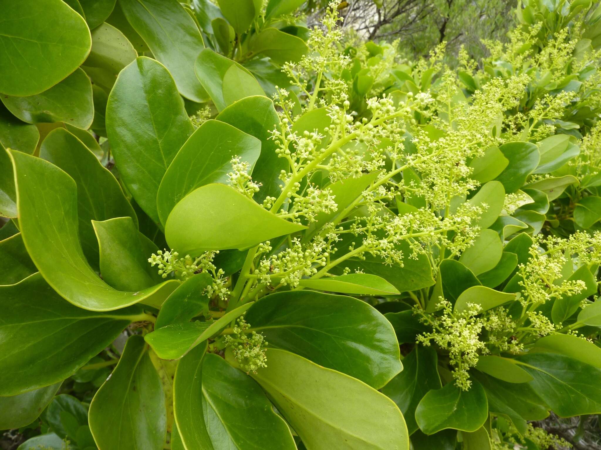 Image of Griselinia lucida (J. R. Forst. & G. Forst.) G. Forst.