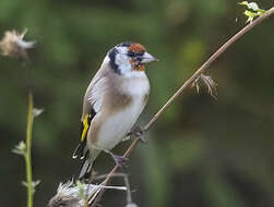 Image of European Goldfinch