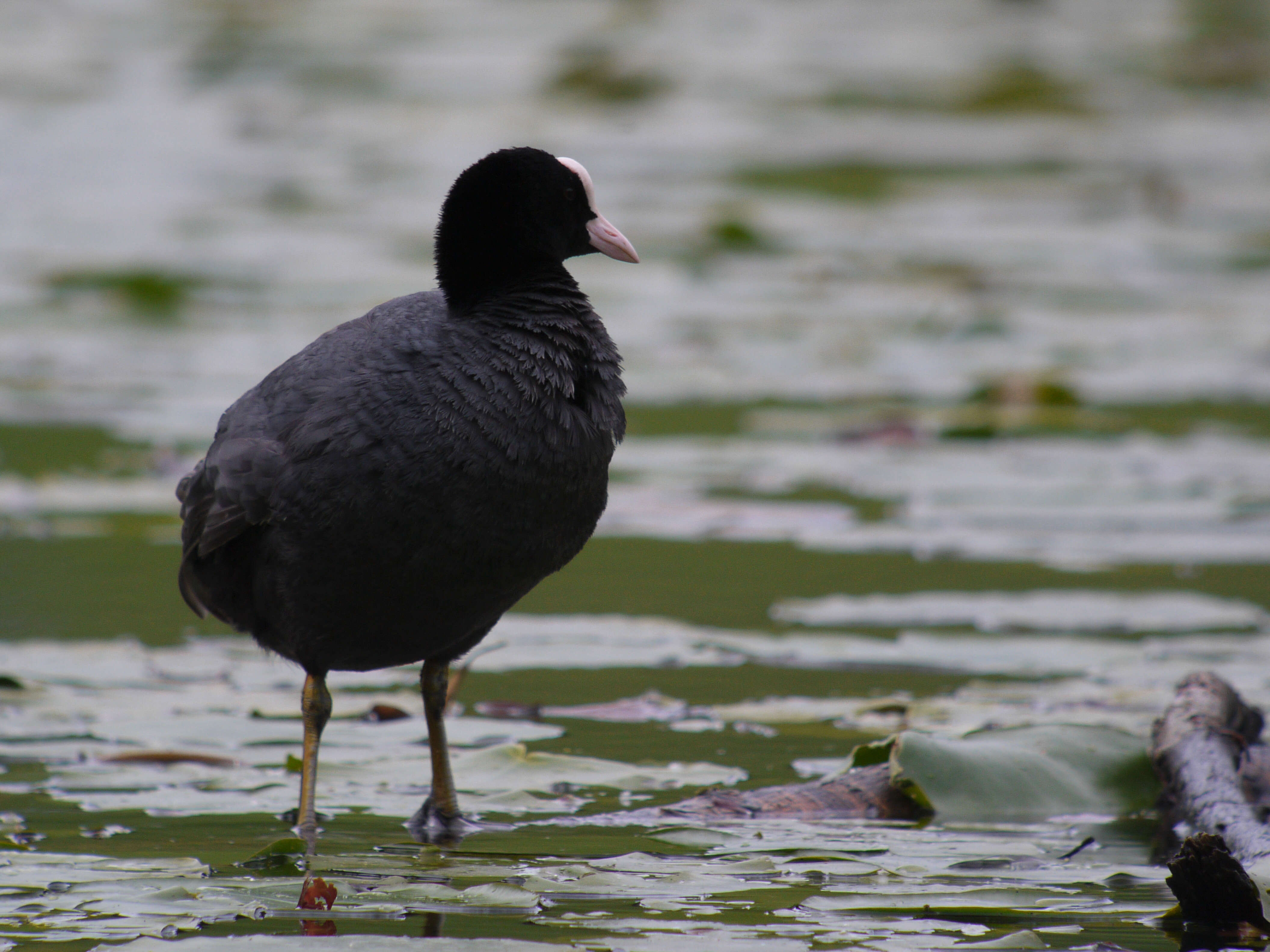 Image of Common Coot