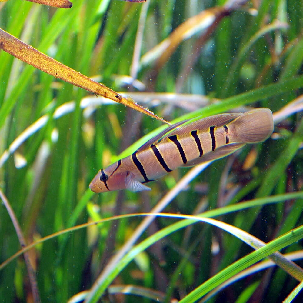 Plancia ëd Pterogobius