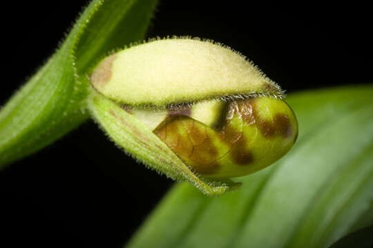 Image of Spotted lady slipper