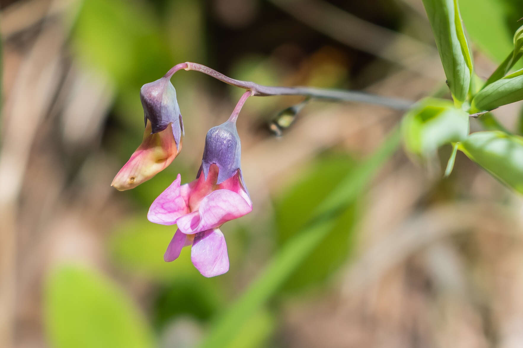 Image of spring pea