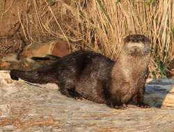 Image of Otter sp.