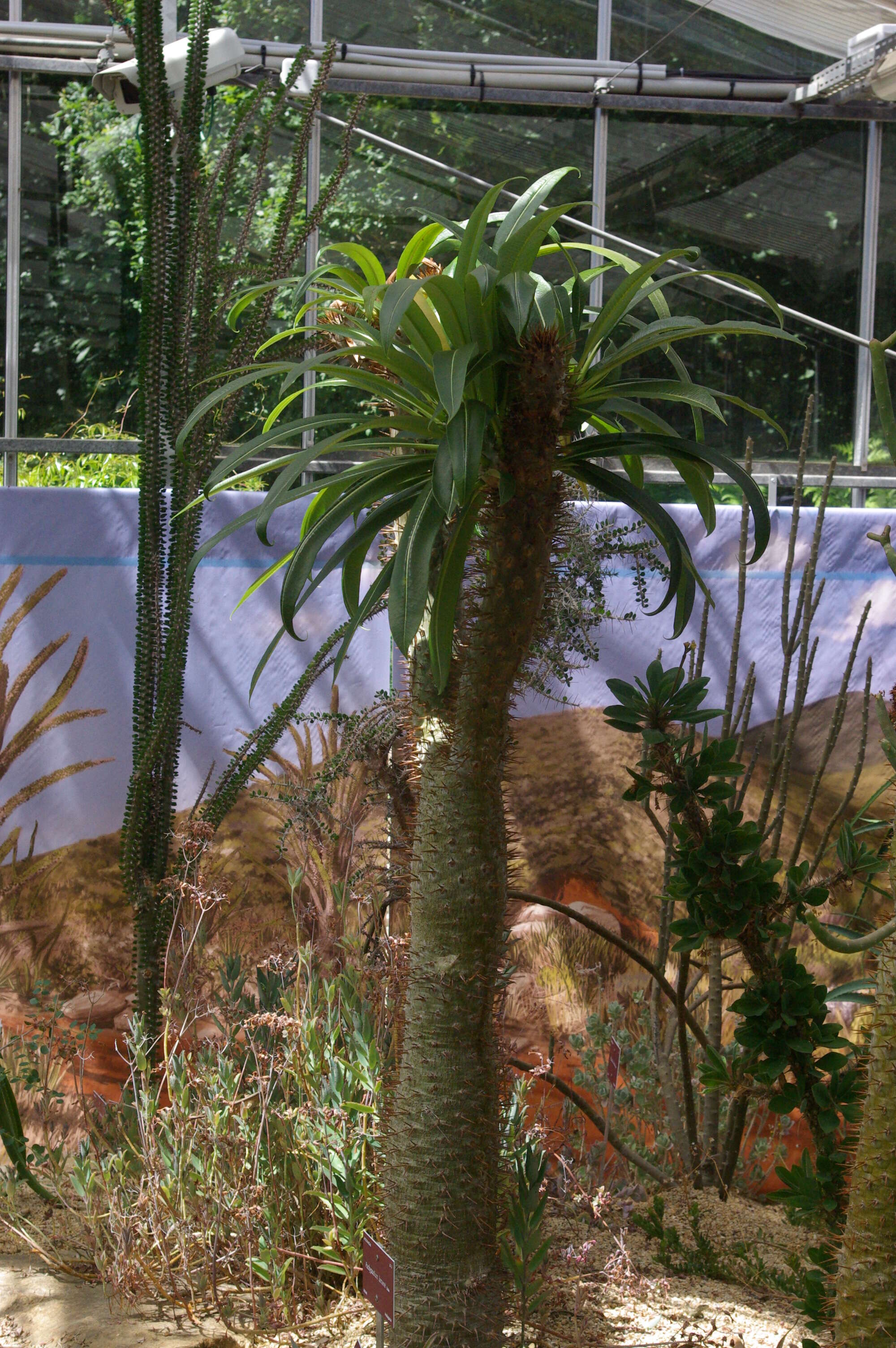 Image of Pachypodium lamerei Drake