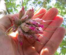 Image of Airplants