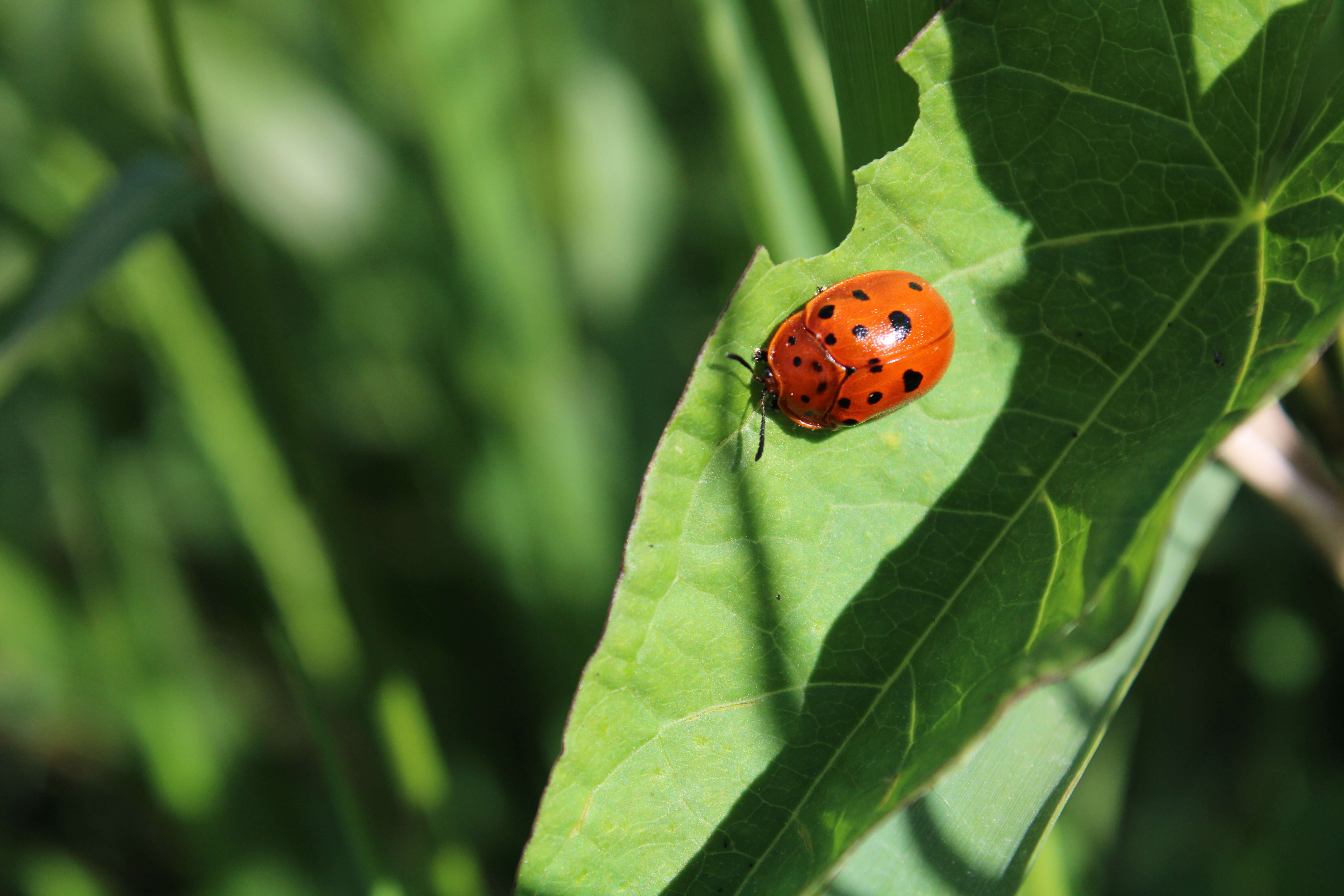 Image of Argus Tortoise Beetle