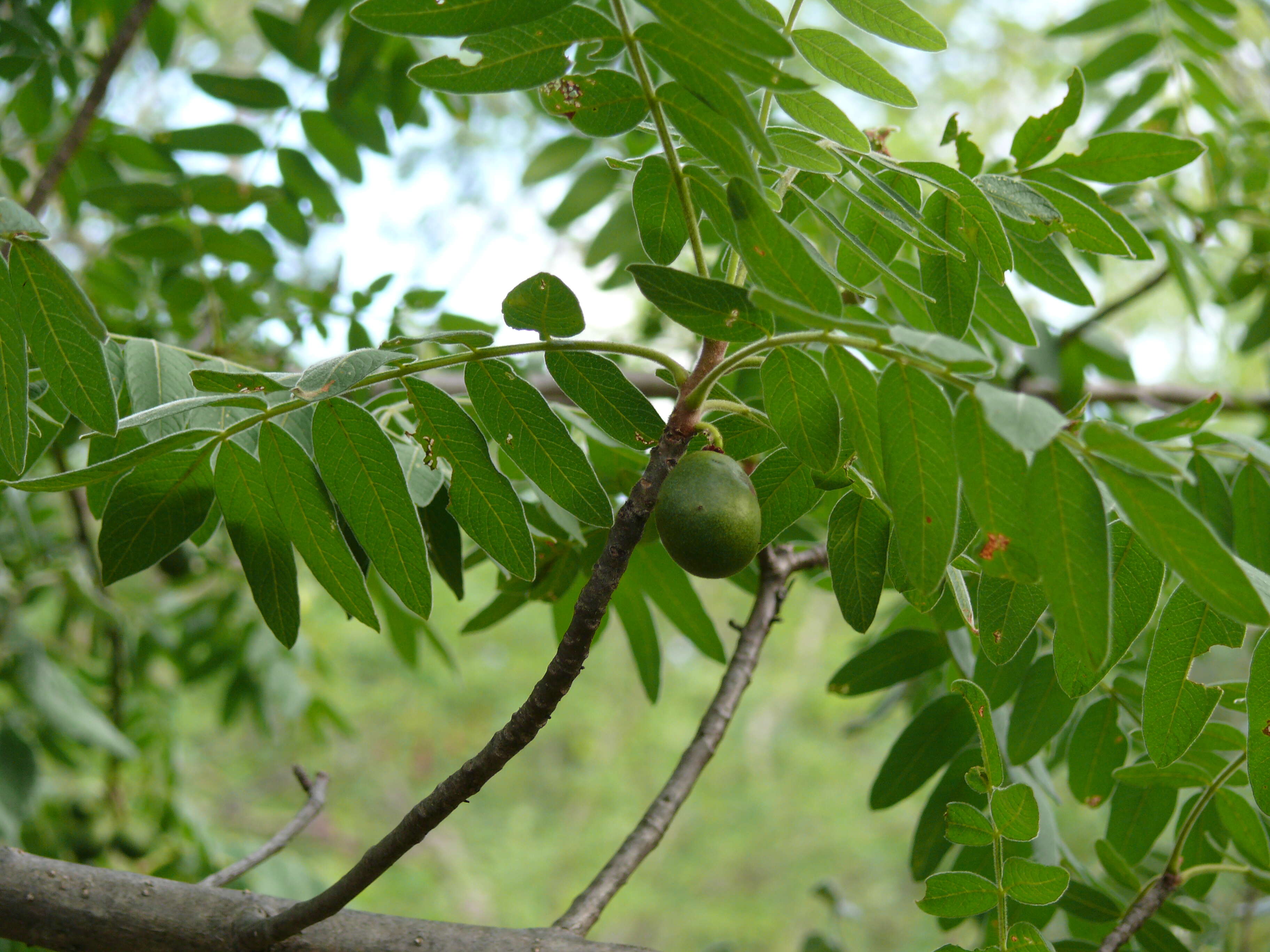 Image of Cyrtocarpa procera Kunth