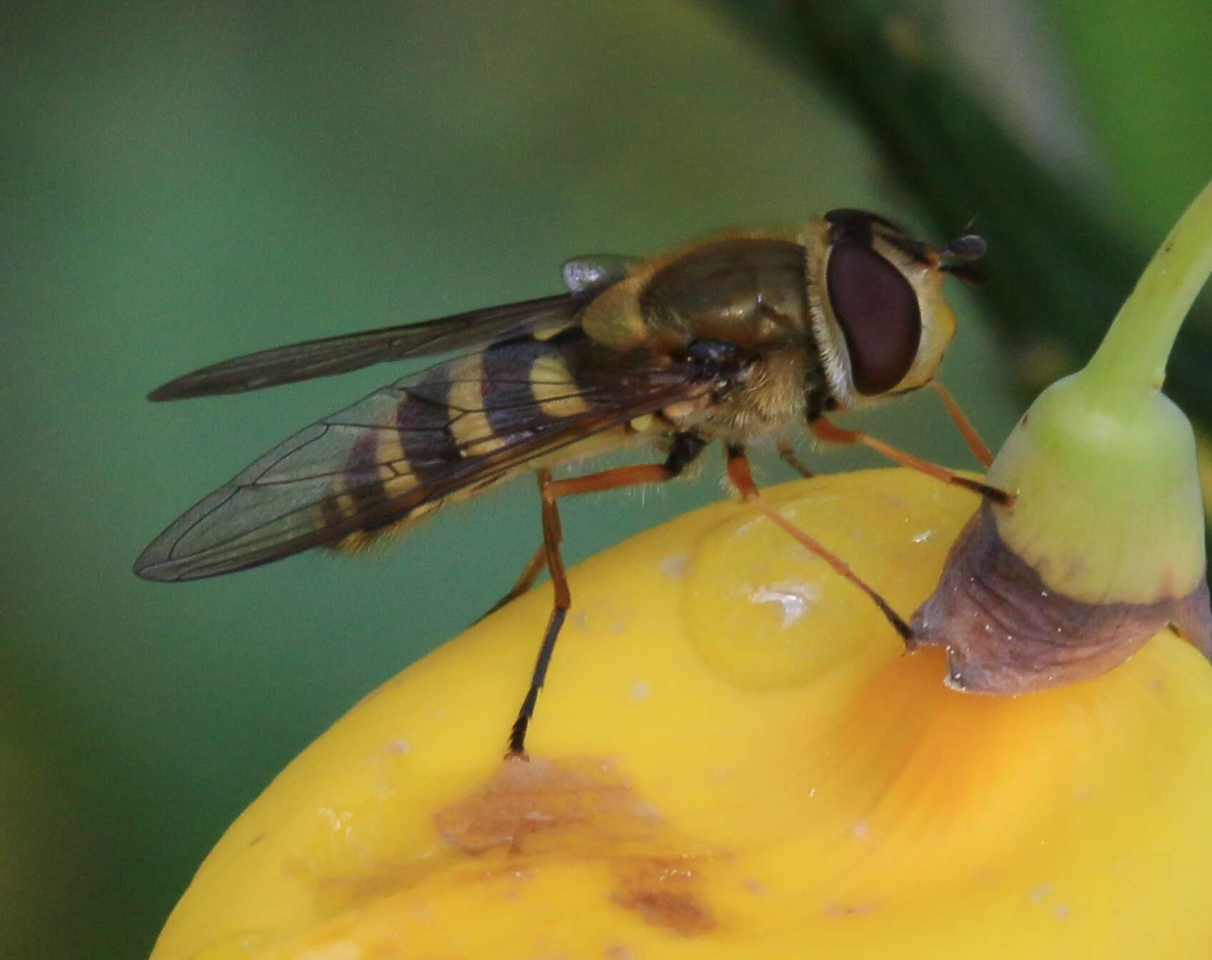 Plancia ëd Syrphus ribesii (Linnaeus 1758)