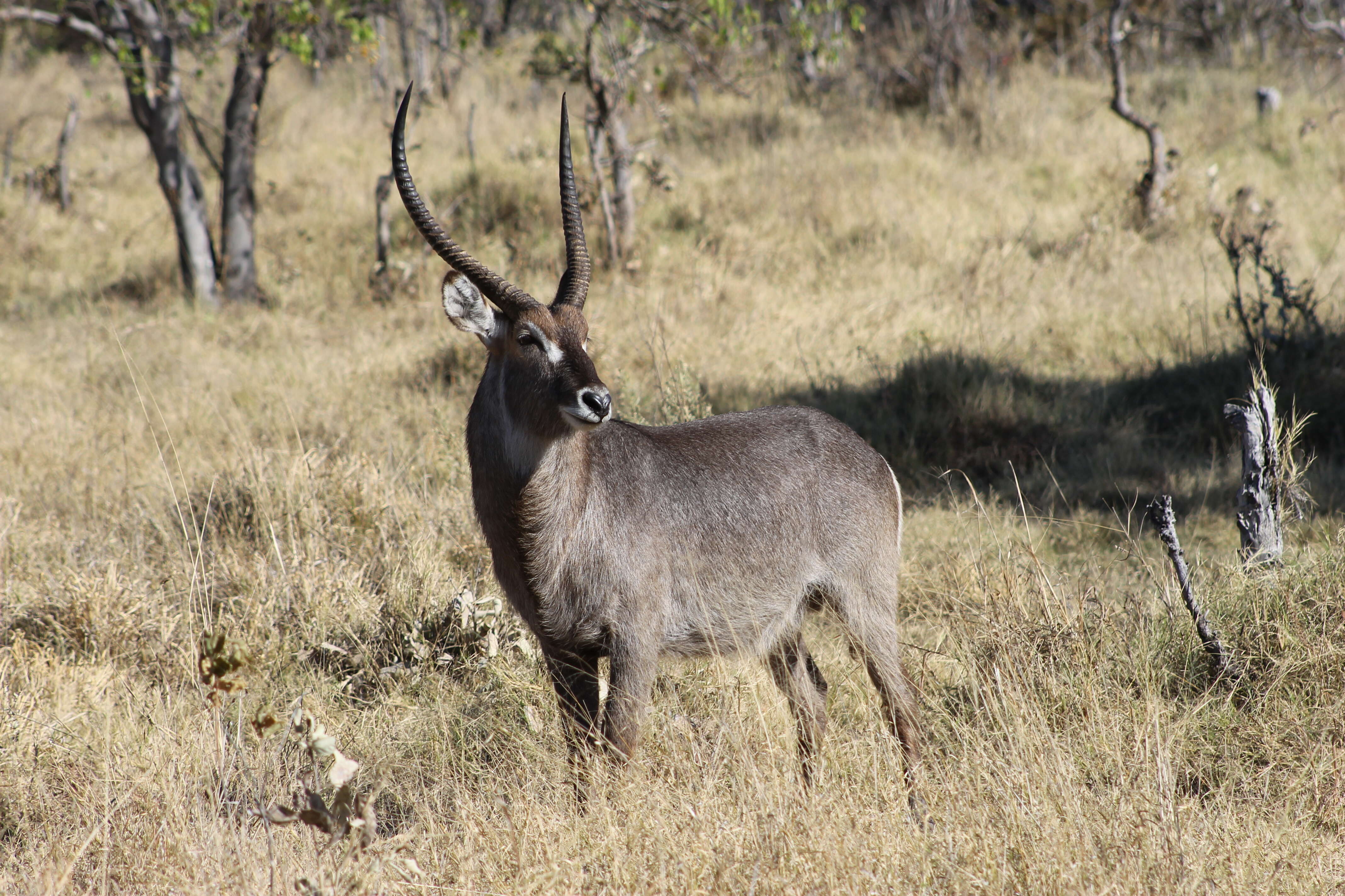 Image de Reduncinae