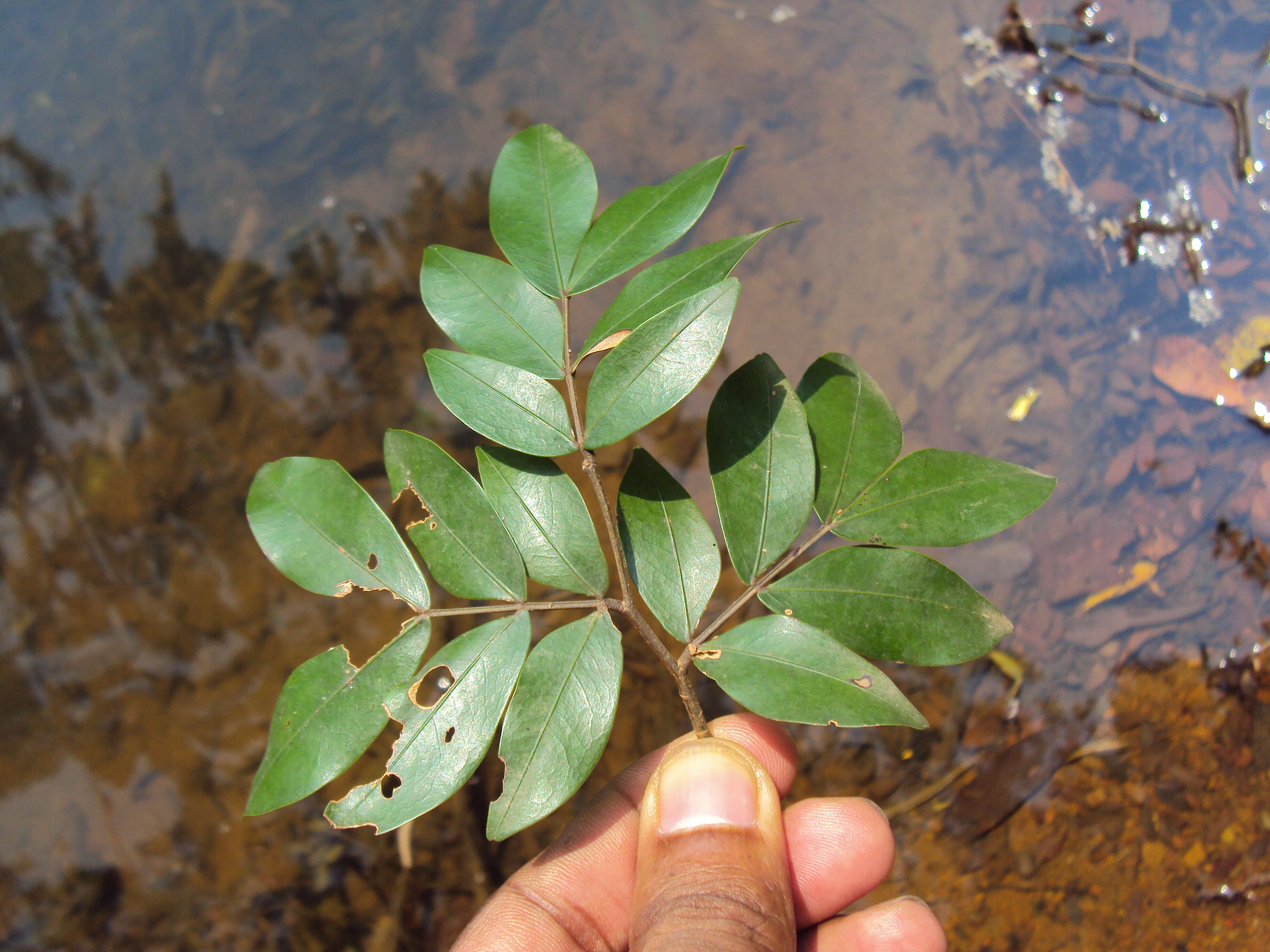 Image of Cynometra beddomei Prain