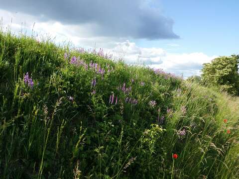 Imagem de Vicia tenuifolia Roth