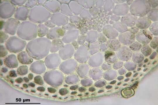 Image de Fissidens dubius Palisot de Beauvois 1805