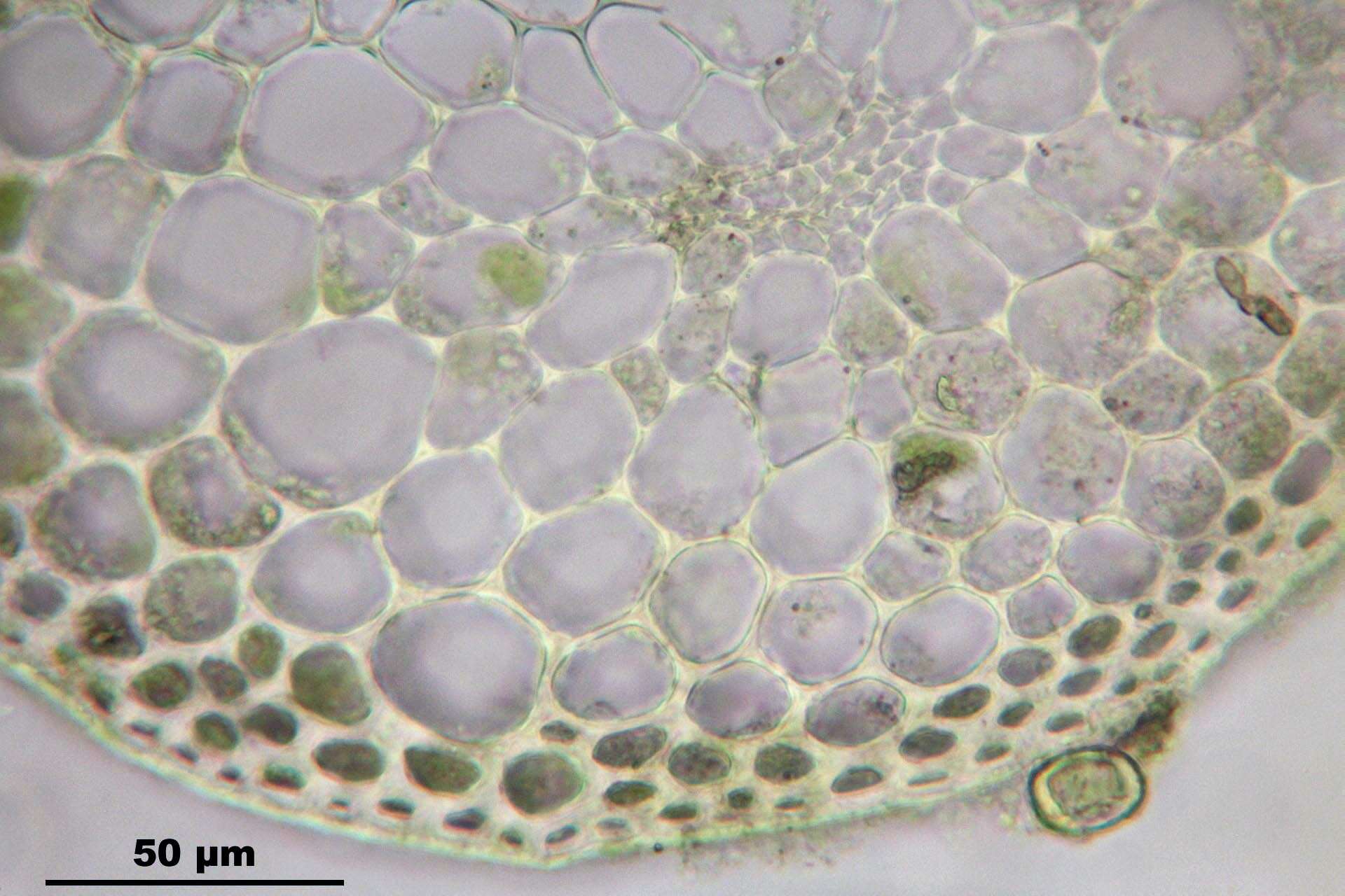 Image of fissidens moss