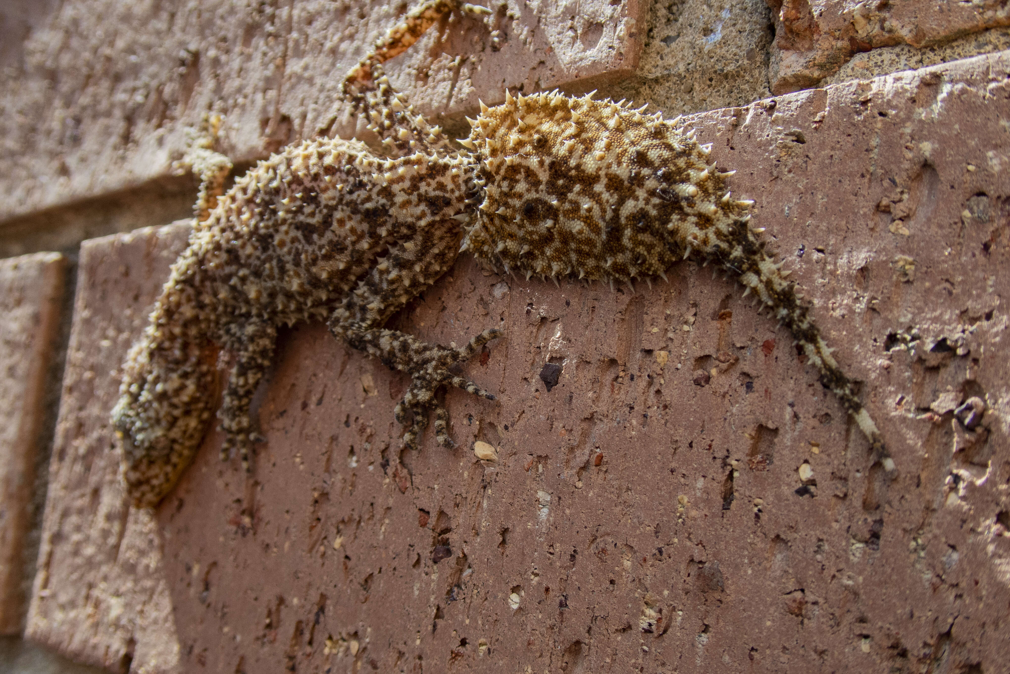 Image of Broad-tailed Gecko