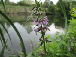 Image of Hedge-nettle