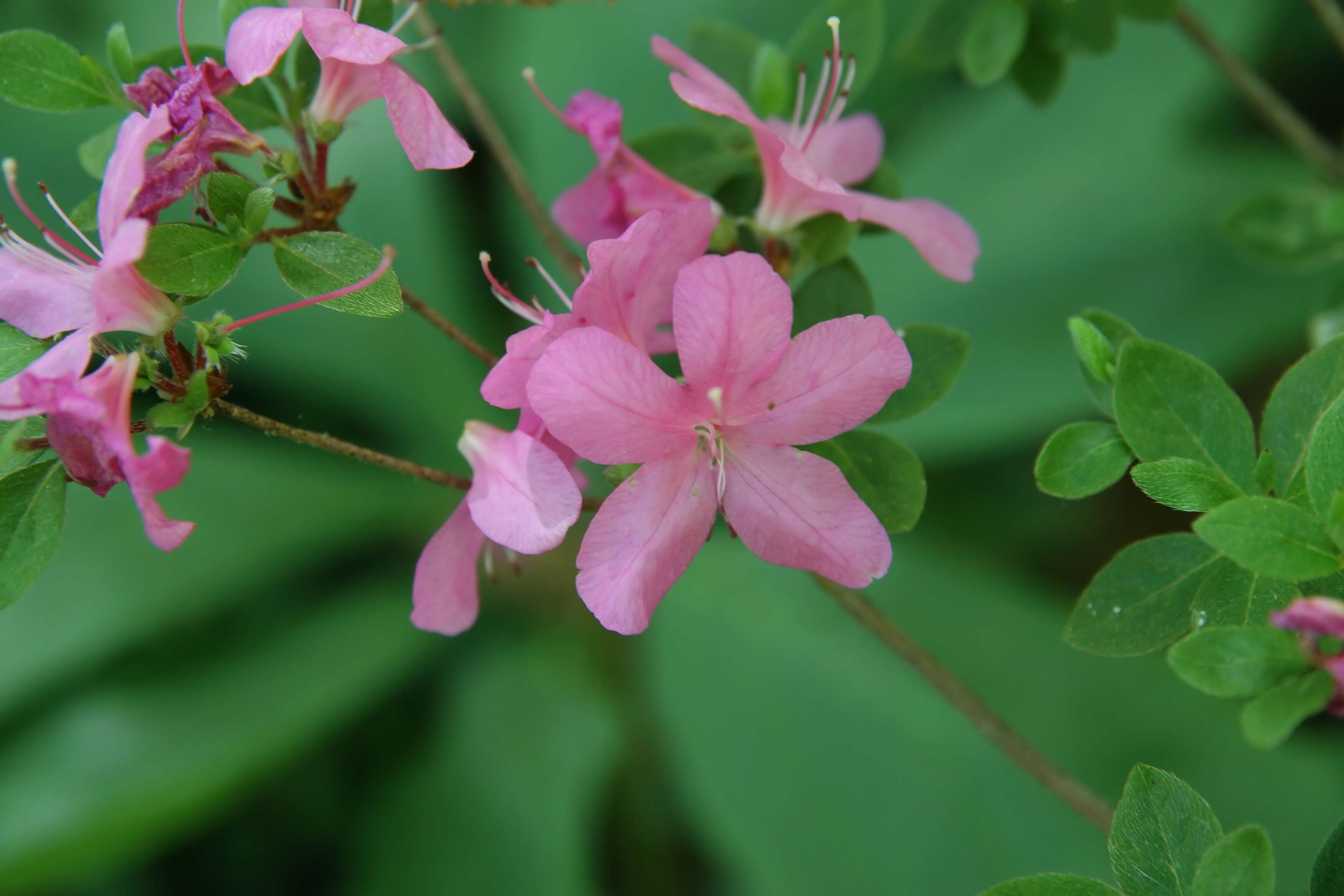 Image of Rhododendron kiusianum Makino