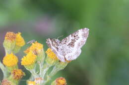 Image of common carpet