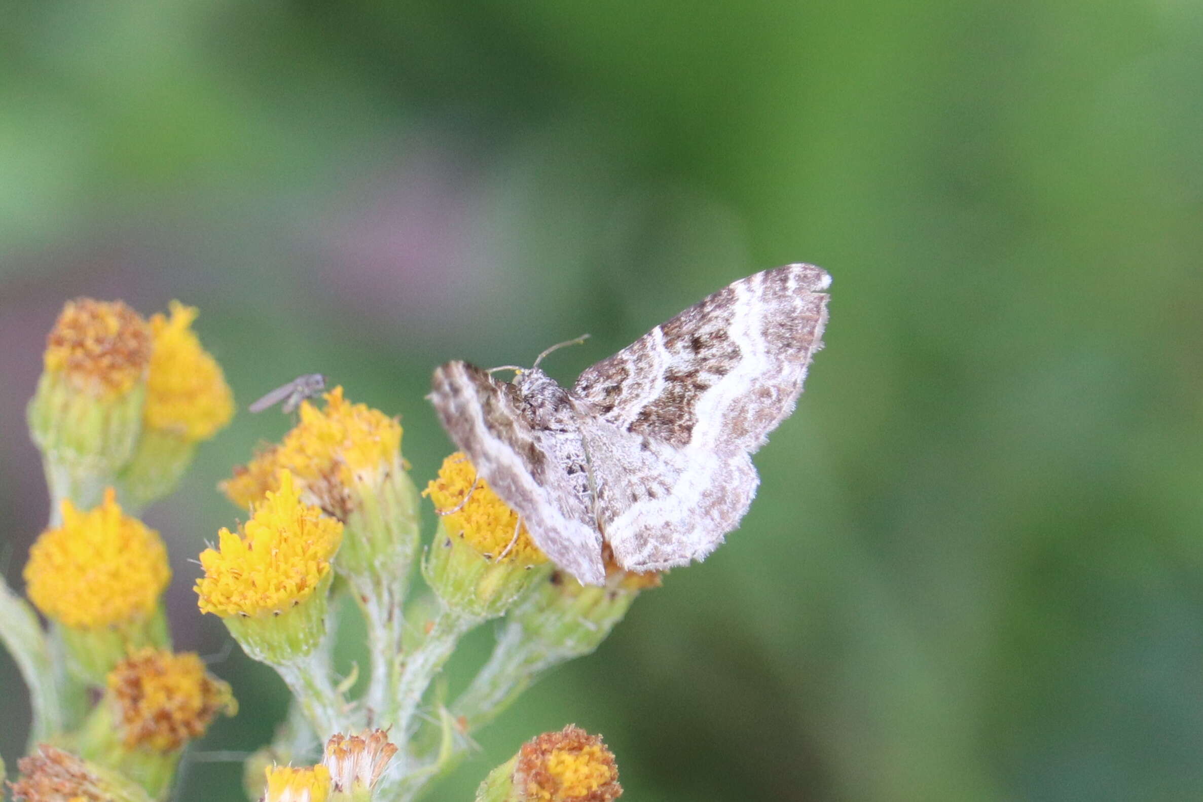 Image of common carpet