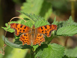 Image of Comma