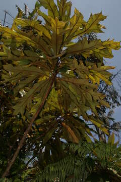 Imagem de Darlingia ferruginea J. F. Bailey