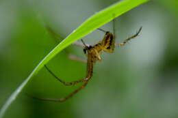 Image of Araneus