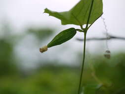 Image of Solena amplexicaulis (Lam.) Gandhi ex Saldanha & Nicolson