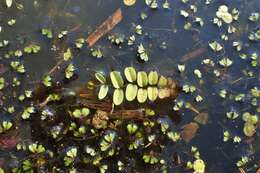 Image of floating watermoss