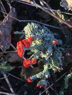 Image of cup lichen