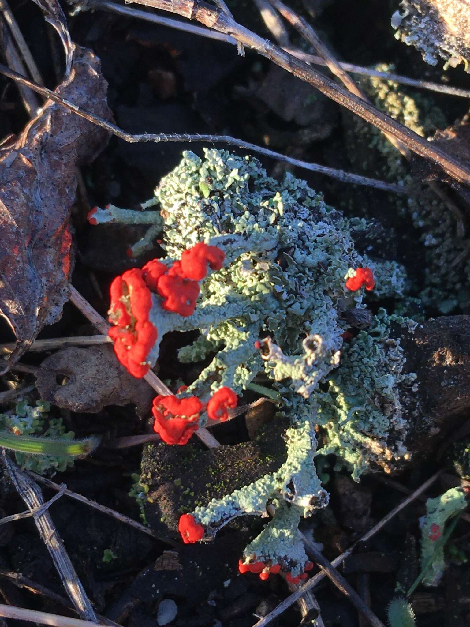 Слика од Cladonia cristatella Tuck.