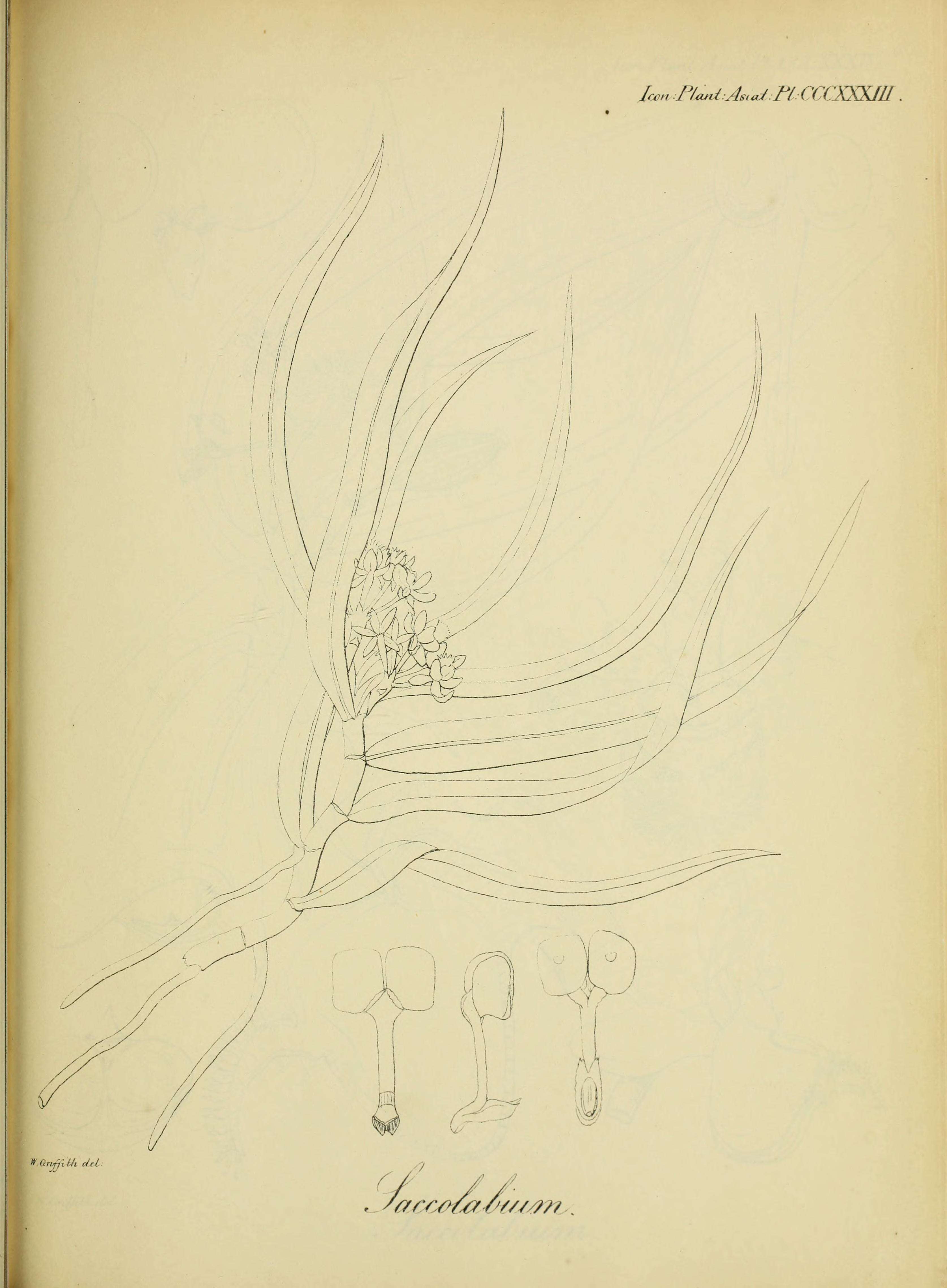 Image of Gastrochilus acutifolius (Lindl.) Kuntze