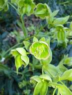 Image of Stinking Hellebore