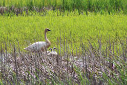 Image of Trumpeter Swan