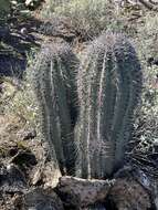 Image of saguaro