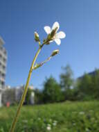 Image of Meadow Saxifrage