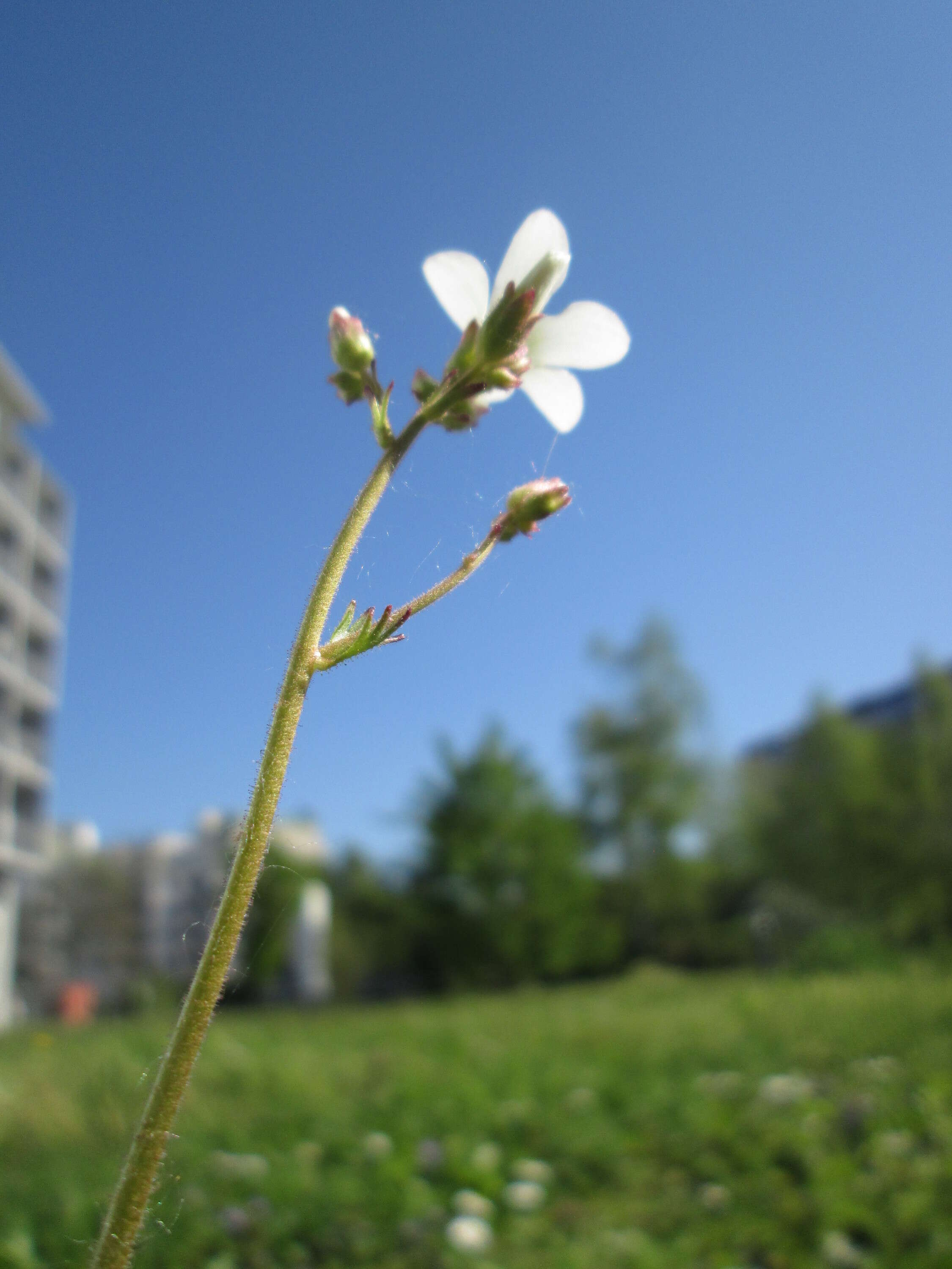 Image of Meadow Saxifrage