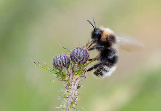 Image of Bombus sylvestris (Lepeletier 1832)