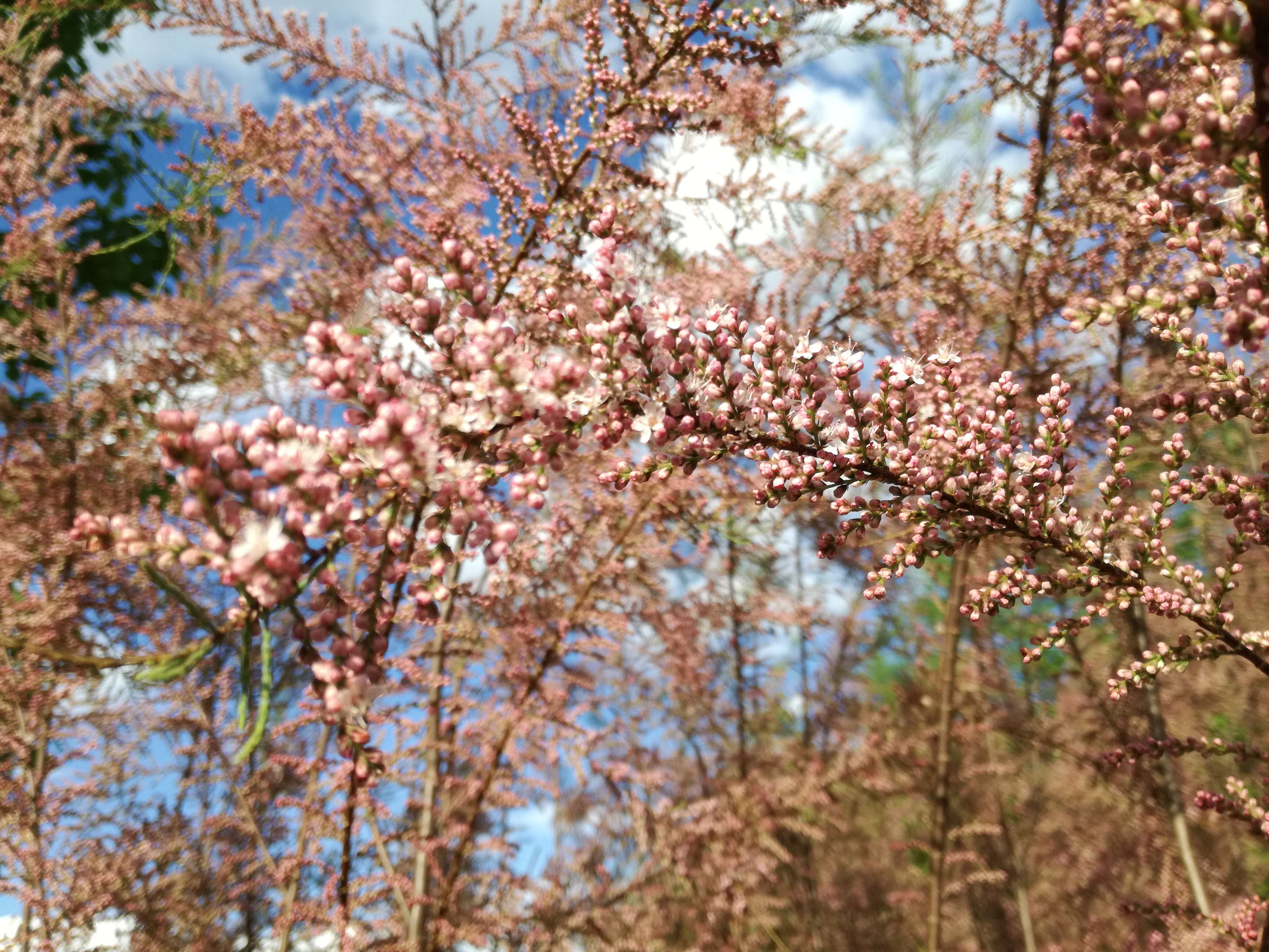 Image of tamarisk