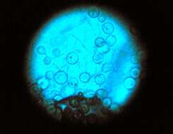 Image of Aspergillus nidulans