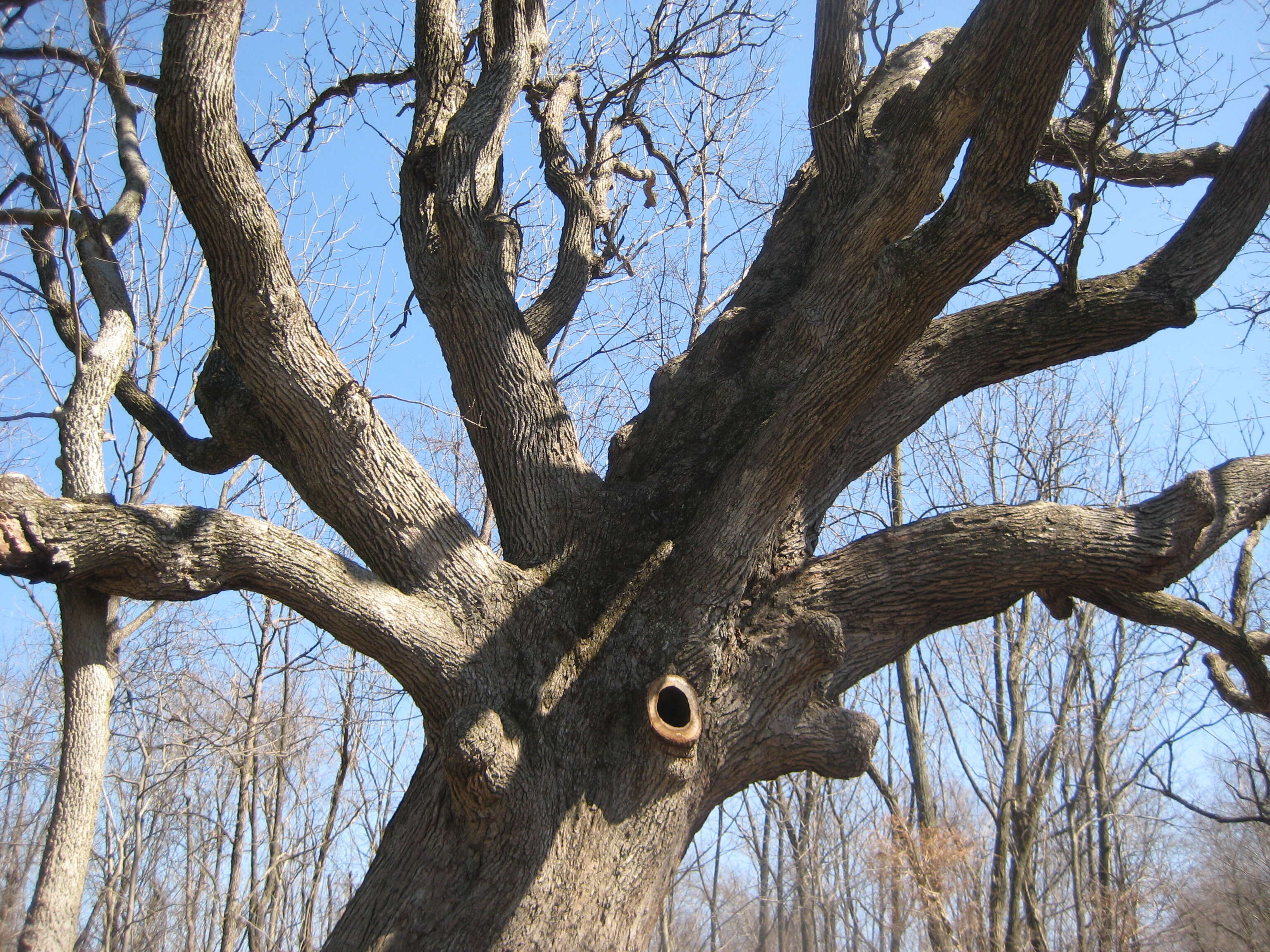 Image of Bur Oak