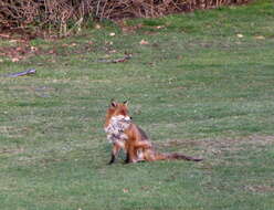 Image of Foxes