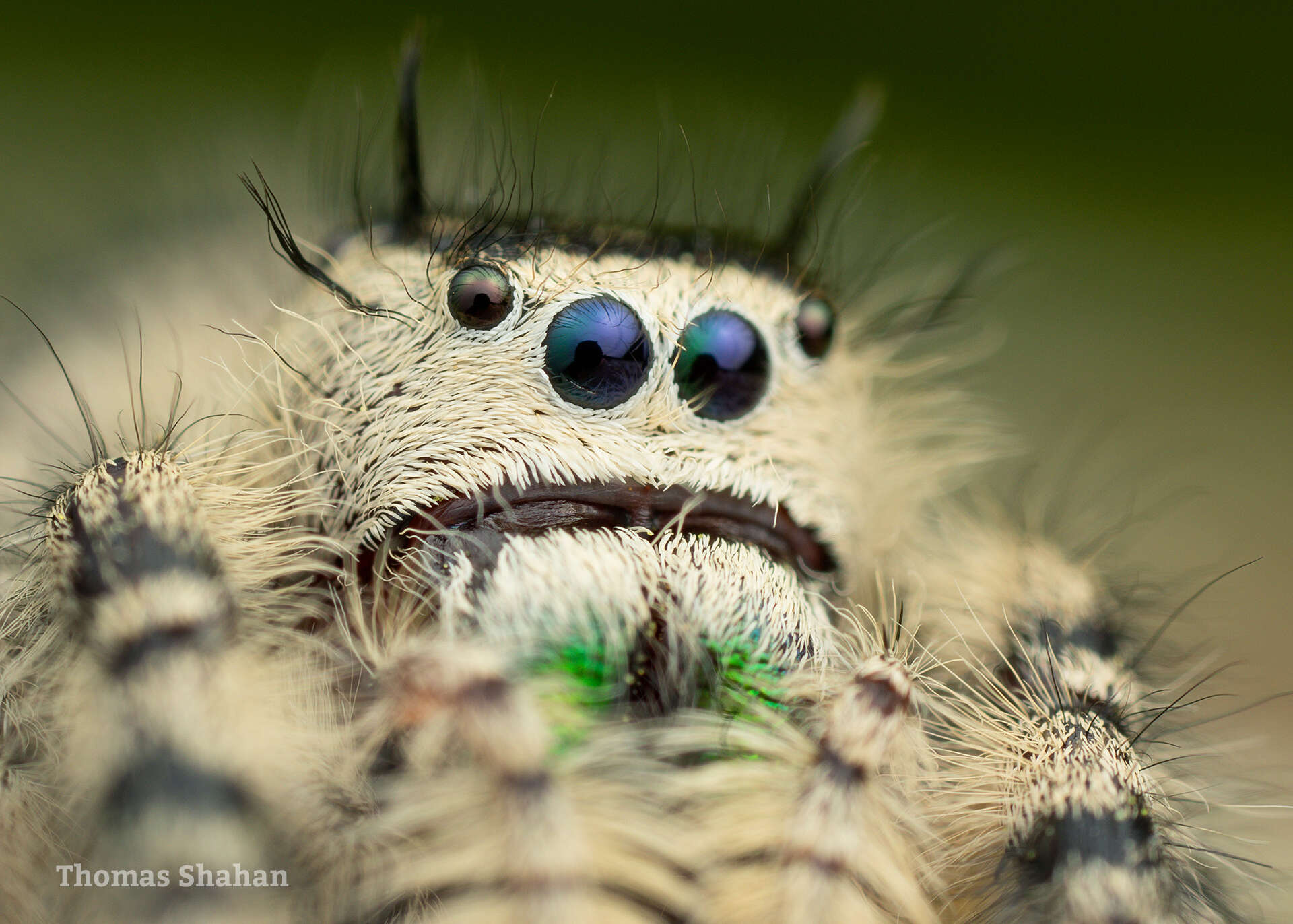 Phidippus otiosus (Hentz 1846)的圖片