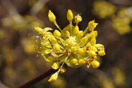 Plancia ëd Cornus officinalis Siebold & Zucc.