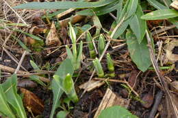 Image of giant snowdrop