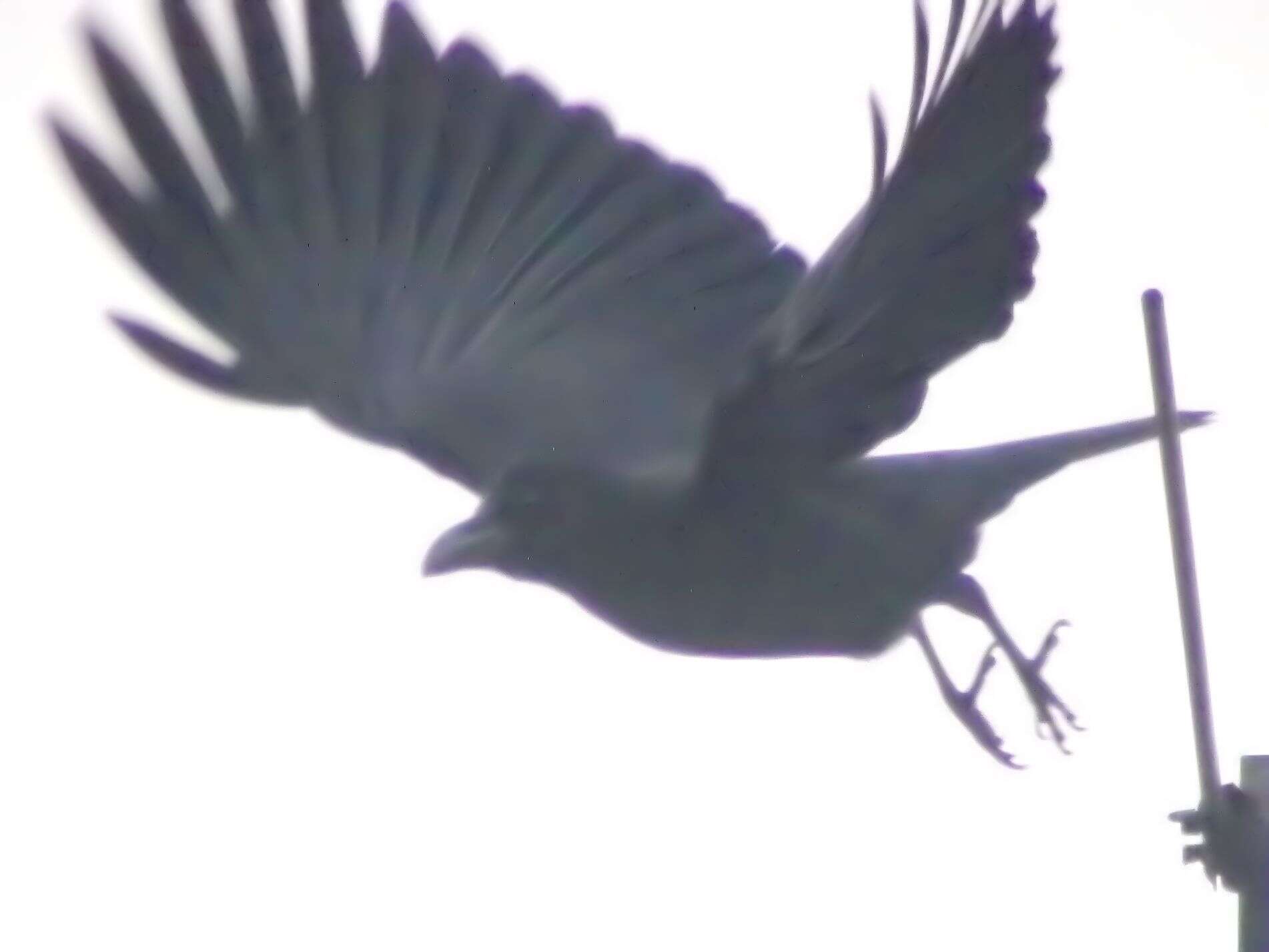 Image of Large-billed Crow