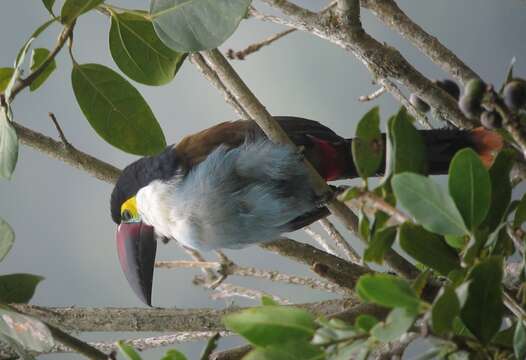 Image of Black-billed Mountain Toucan