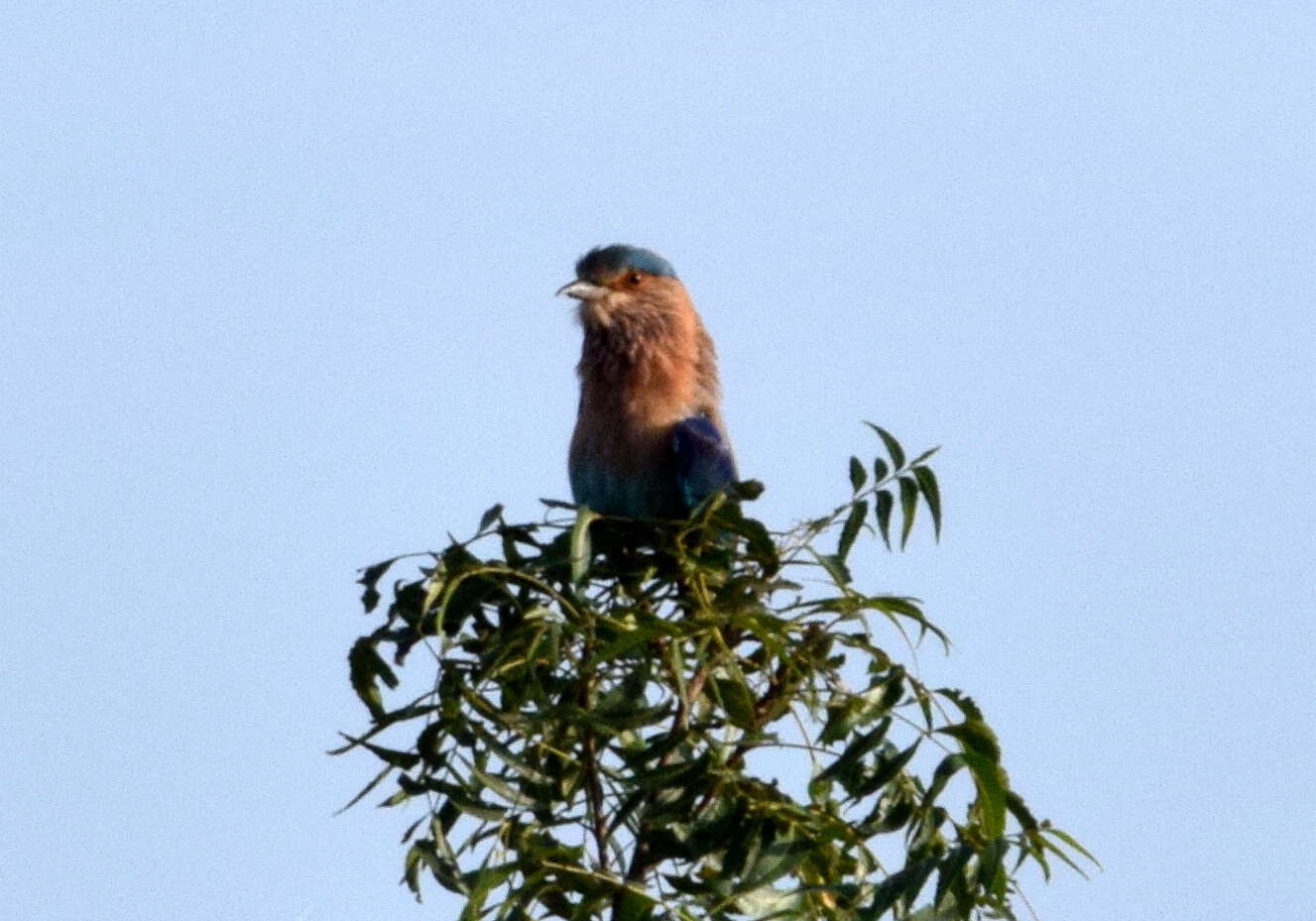 Imagem de Coracias benghalensis (Linnaeus 1758)