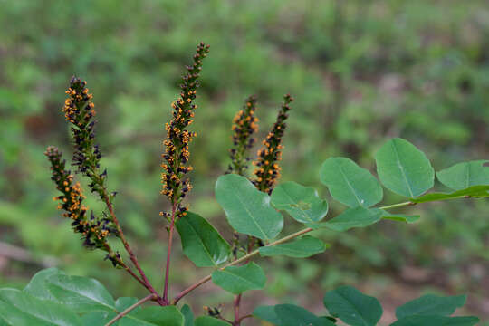 Image of shining false indigo