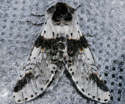 Image of Poplar Kitten