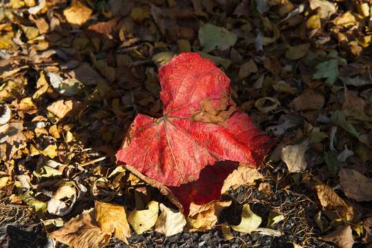 Image of crimson glory vine