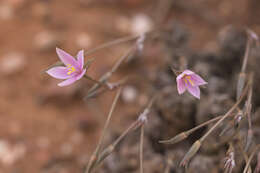 Image of Anacampseros arachnoides (Haw.) Sims